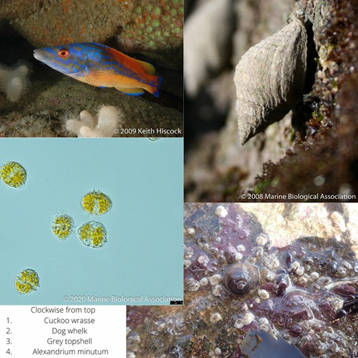 Clockwise from the top the cuckoo wrasse, the dog whelk, the now sequenced grey topshell and the protist Alexandrium minutum.